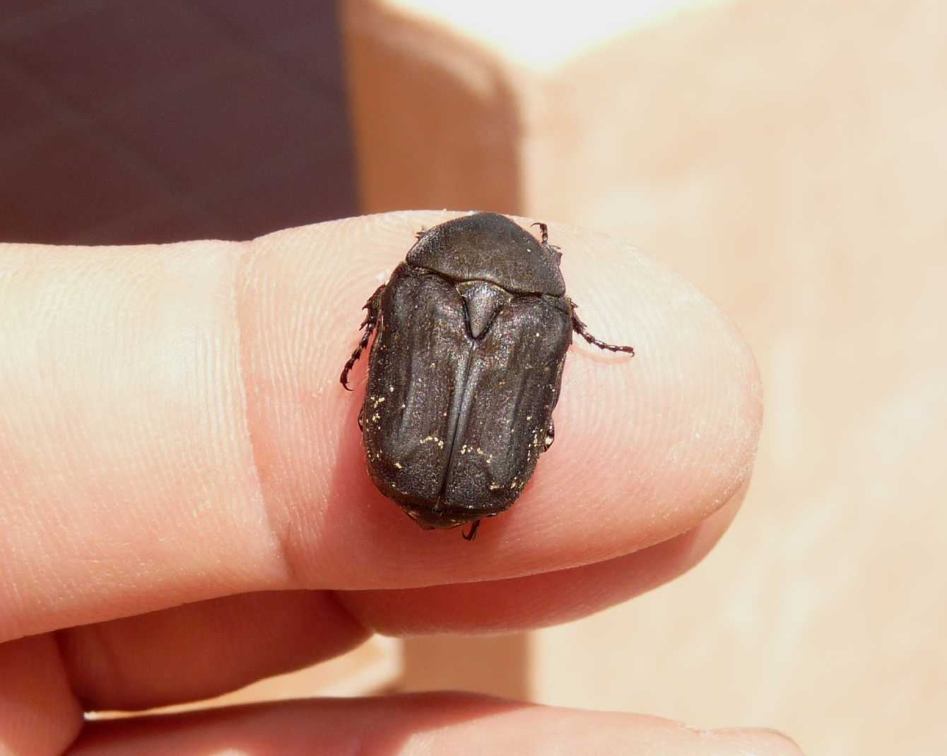 Cetonia carthami nera?